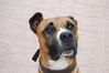 Thor - American Pittbull